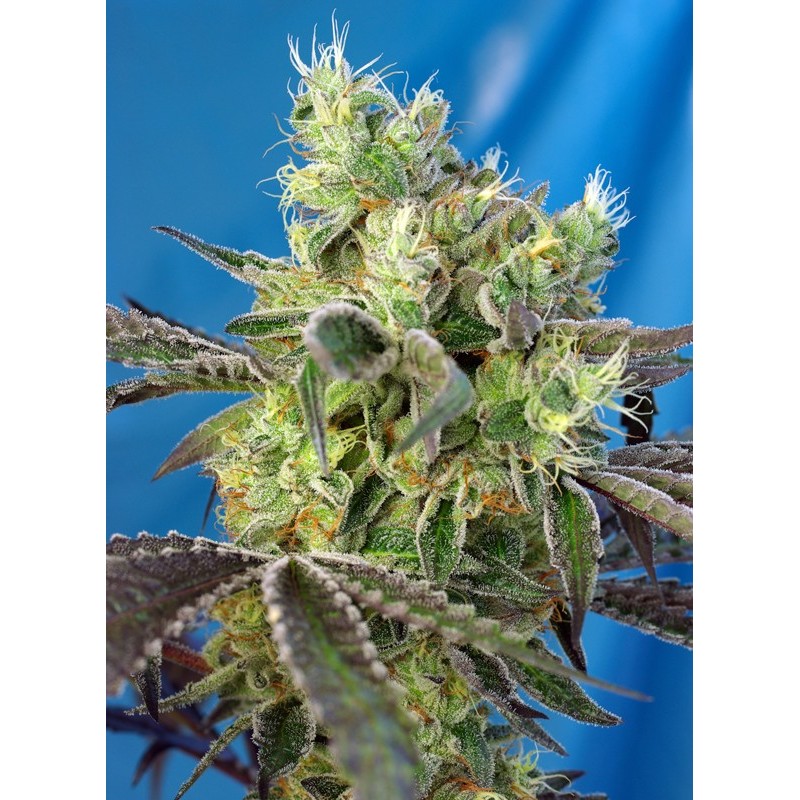 DOS-SWEET-DOS · Sweet Seeds · semillas de marihuana · Fem