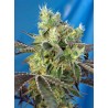 DOS-SWEET-DOS · Sweet Seeds · semillas de marihuana · Fem