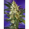 FAST BUD AUTO · Sweet Seeds · semi di canapa · AutoFem