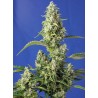 GORILLA GIRL XL AUTO  · Sweet Seeds · semi di canapa · AutoFem