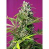 GORILLA GIRL · Sweet Seeds · semillas de marihuana · Fem