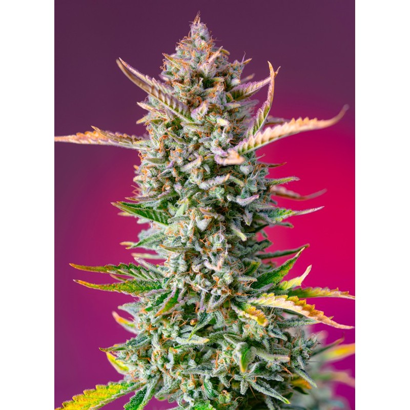 GORILLA SHERBET F1 FAST VERSION · Sweet Seeds · semillas de marihuana · Fem