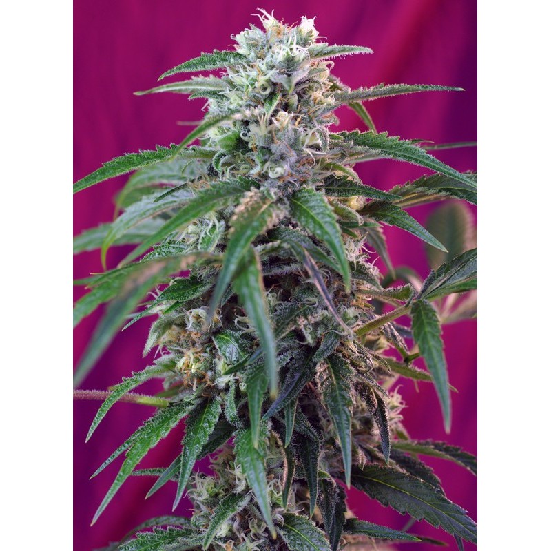 GREEN POISON AUTO · Sweet Seeds · semillas de marihuana · AutoFem