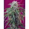 GREEN POISON AUTO · Sweet Seeds · semillas de marihuana · AutoFem