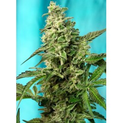 GREEN POISON F1 FAST VERSION · Sweet Seeds · semi di canapa indiana · Fem