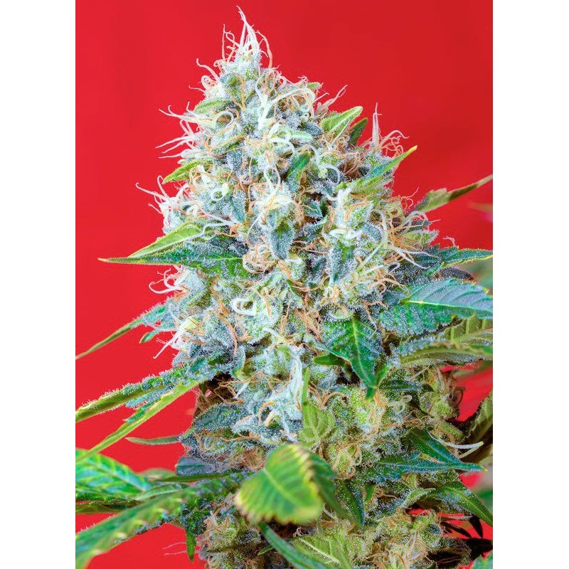 GREEN POISON · Sweet Seeds · semi di canapa · Fem