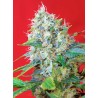 GREEN POISON · Sweet Seeds · semillas de marihuana · Fem