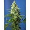 HONEY PEACH AUTO CBD · Sweet Seeds · semillas de marihuana · AutoFem