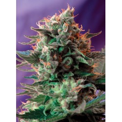 JACK 47 F1 FAST VERSION · Sweet Seeds · semi di canapa · Fem