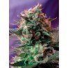 JACK 47 F1 FAST VERSION · Sweet Seeds · semillas de marihuana · Fem