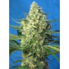 JACK 47 XL AUTO · Sweet Seeds · semillas de marihuana · AutoFem