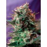 JACK 47 · Sweet Seeds · semillas de marihuana · Fem