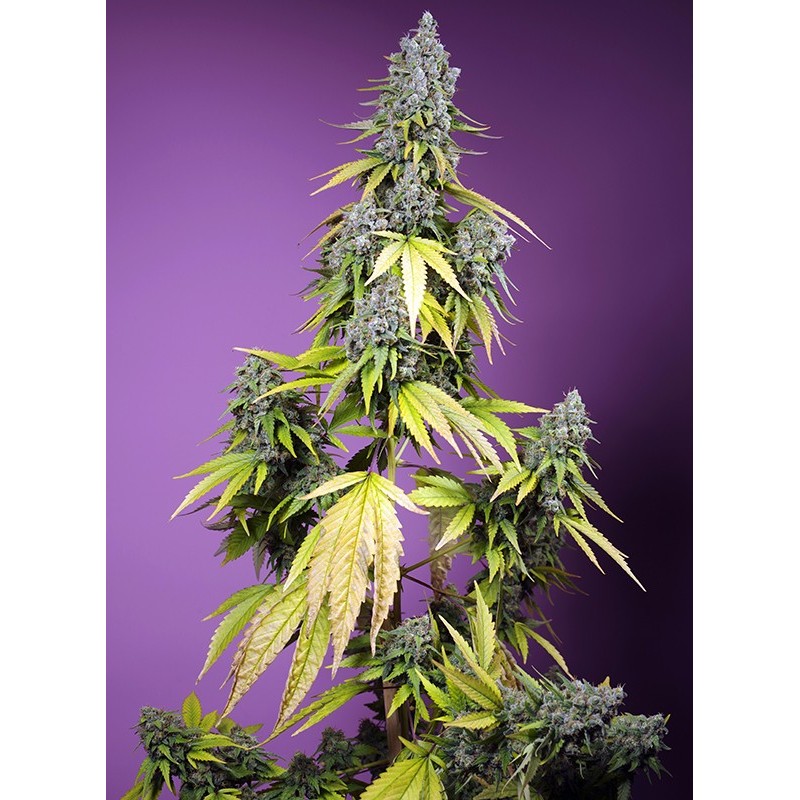 JET FUEL MANDARINE XL AUTO · Sweet Seeds · semillas de marihuana · AutoFem