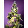 JET FUEL MANDARINE XL AUTO · Sweet Seeds · semillas de marihuana · AutoFem