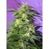 KILLER KUSH AUTO · Sweet Seeds · semillas de marihuana · AutoFem
