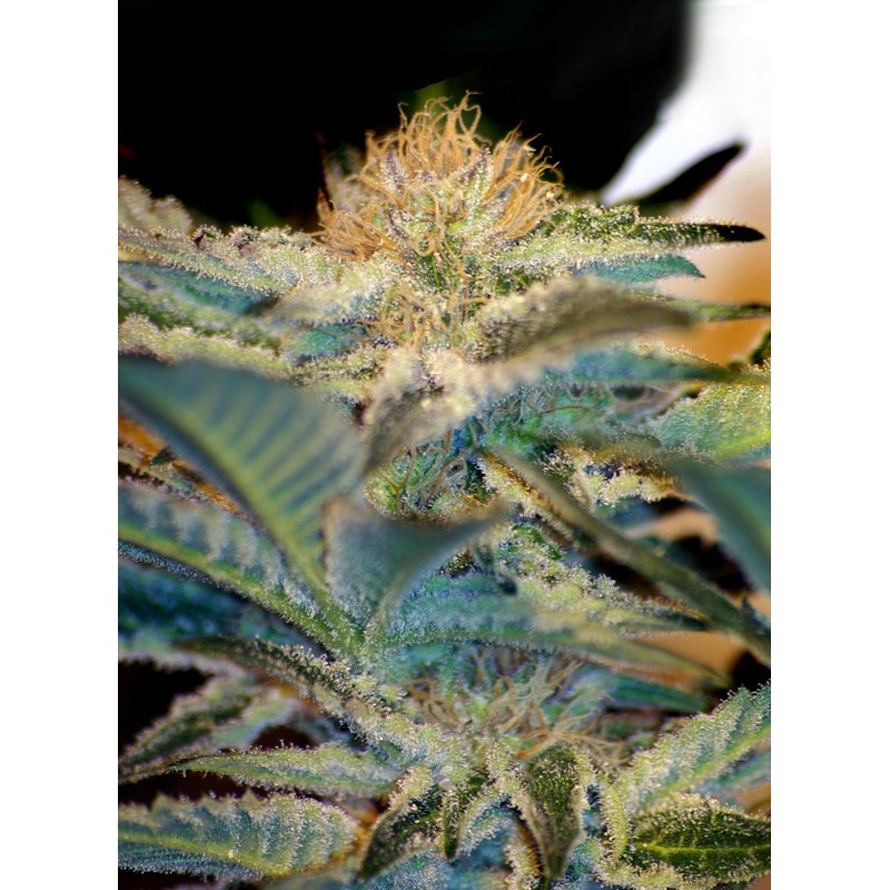 MOHAN RAM · Sweet Seeds · semillas de marihuana · Fem