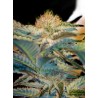 MOHAN RAM · Sweet Seeds · semillas de marihuana · Fem