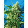 NYC DIESEL AUTO · Sweet Seeds · semillas de marihuana · AutoFem