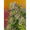 PAPAYA ZOAP AUTO · Sweet Seeds · semillas de marihuana · AutoFem