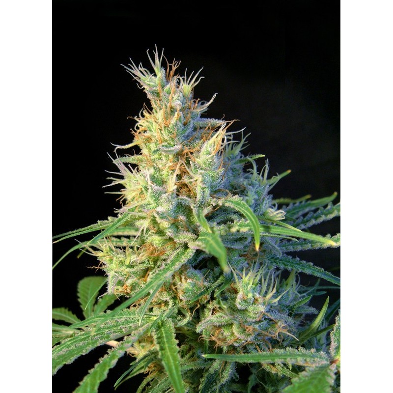 PSICODELICIA · Sweet Seeds · semillas de marihuana · Fem