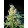 PSICODELICIA · Sweet Seeds · semillas de marihuana · Fem
