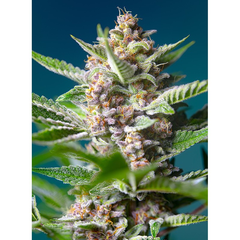 PURPLE PUNCH OG · Sweet Seeds · semillas de marihuana · Fem
