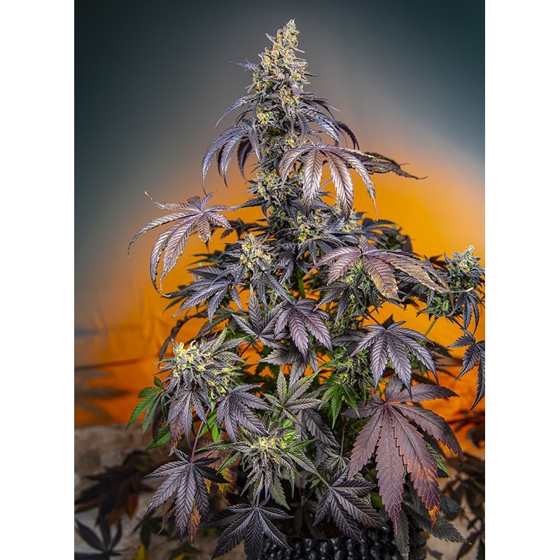 RED GORILLA GIRL XL AUTO · Sweet Seeds · semillas de marihuana · AutoFem