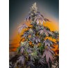 RED GORILLA GIRL XL AUTO · Sweet Seeds · cannabis seeds · AutoFem