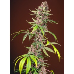 RED MANDARINE F1 FAST VERSION · Sweet Seeds · semillas de marihuana · Fem