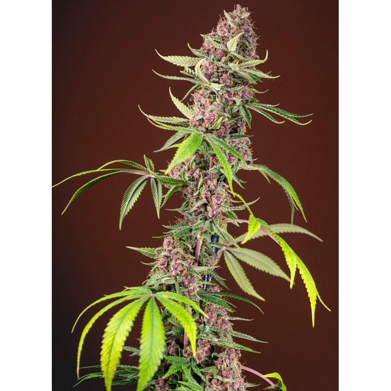 RED MANDARINE F1 FAST VERSION · Sweet Seeds · semillas de marihuana · Fem
