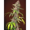 RED MANDARINE F1 FAST VERSION · Sweet Seeds · semillas de marihuana · Fem