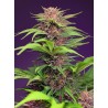 RED MIMOSA XL AUTO · Sweet Seeds · semillas de marihuana · AutoFem