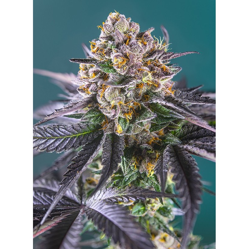 RED STRAWBERRY BANANA AUTO · Sweet Seeds · semillas de marihuana · AutoFem