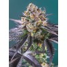 RED STRAWBERRY BANANA AUTO · Sweet Seeds · semillas de marihuana · AutoFem