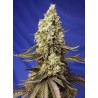 RUNTZ XL AUTO · Sweet Seeds · semillas de marihuana · AutoFem