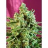 S.A.D. SWEET AFGANI DELICIOUS CBD · Sweet Seeds · semillas de marihuana · Fem