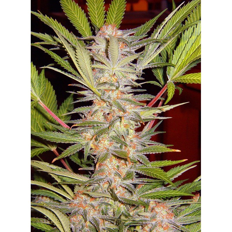 S.A.D. SWEET AFGANI DELICIOUS F1 FAST VERSION · Sweet Seeds · semi di canapa · Fem
