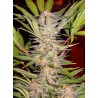 S.A.D. SWEET AFGANI DELICIOUS F1 FAST VERSION · Sweet Seeds · semillas de marihuana · Fem