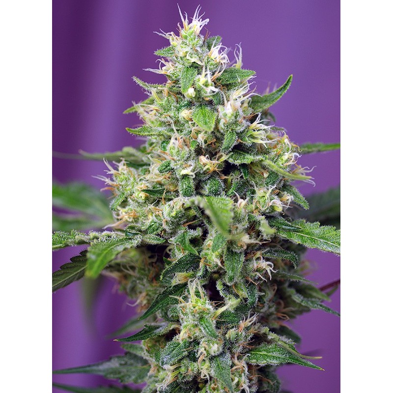 SWEET AMNESIA HAZE XL AUTO  · Sweet Seeds · semi di canapa · AutoFem