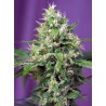 SWEET AMNESIA HAZE XL AUTO · Sweet Seeds · semillas de marihuana · AutoFem