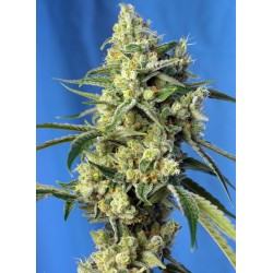 SWEET AMNESIA HAZE · Sweet Seeds · semi di canapa · Fem