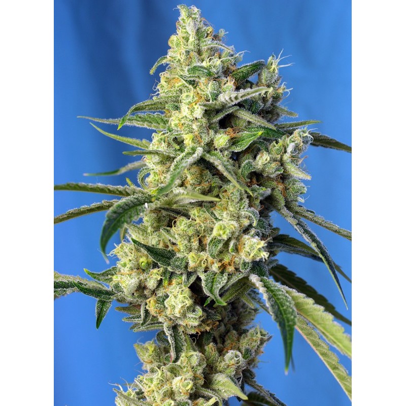 SWEET AMNESIA HAZE · Sweet Seeds · semillas de marihuana · Fem