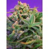 SWEET CHEESE F1 FAST VERSION · Sweet Seeds · semillas de marihuana · Fem