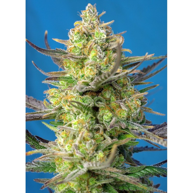 SWEET CHEESE XL AUTO · Sweet Seeds · semillas de marihuana · AutoFem