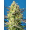 SWEET CHEESE XL AUTO · Sweet Seeds · semillas de marihuana · AutoFem