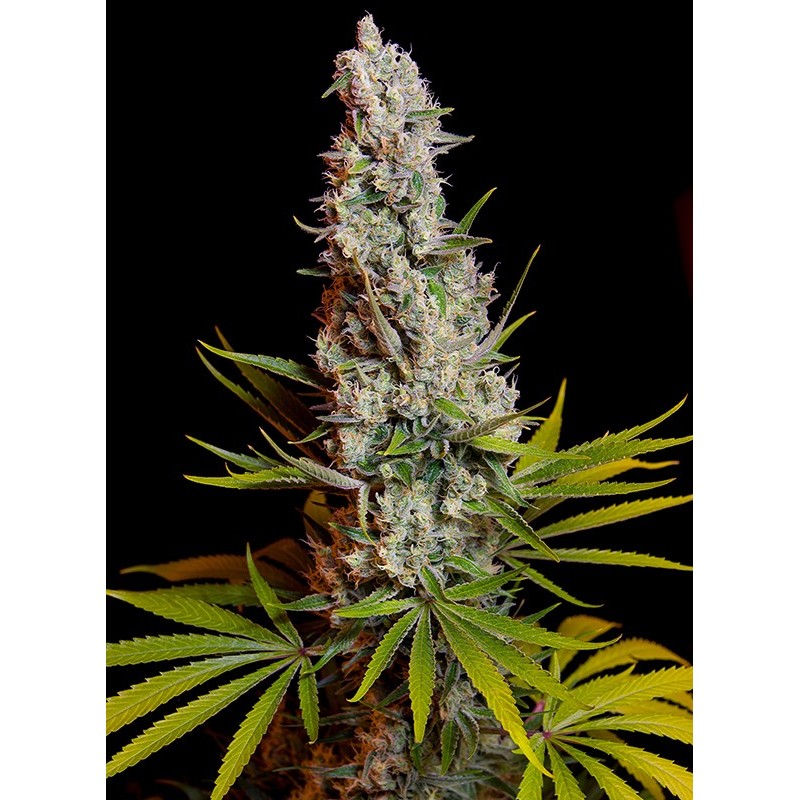 SWEET CHEESE · Sweet Seeds · semillas de marihuana · Fem