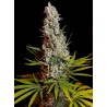 SWEET CHEESE · Sweet Seeds · semi de maconha · Fem