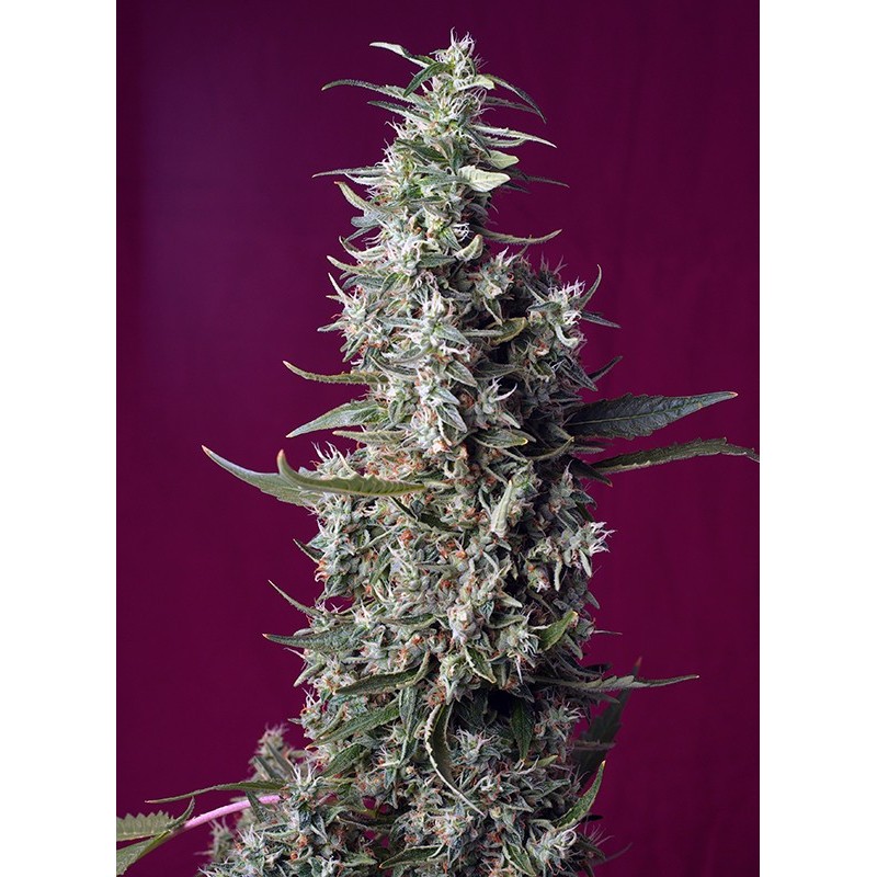 SWEET CHERRY PIE · Sweet Seeds · semillas de marihuana · Fem