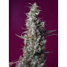 SWEET CHERRY PIE · Sweet Seeds · semillas de marihuana · Fem