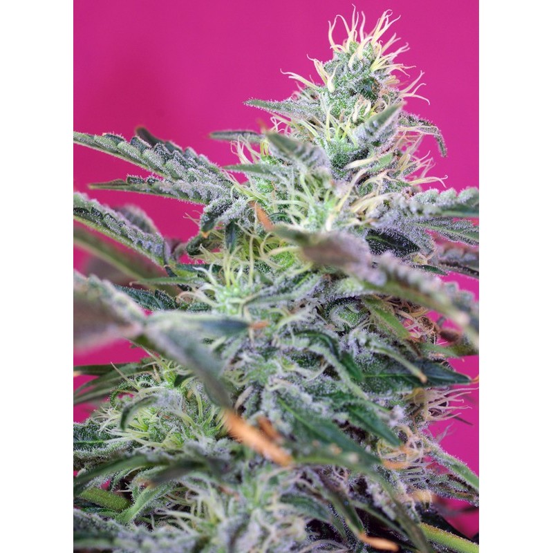SWEET CHEESE AUTO · Sweet Seeds · semillas de marihuana · AutoFem